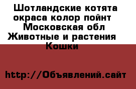 Шотландские котята окраса колор пойнт - Московская обл. Животные и растения » Кошки   